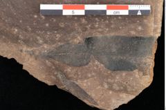 Foto (Detailsansicht) von Quercus palaeoilex Ettingshausen (NHMW-GEO-2024-0188-0761)